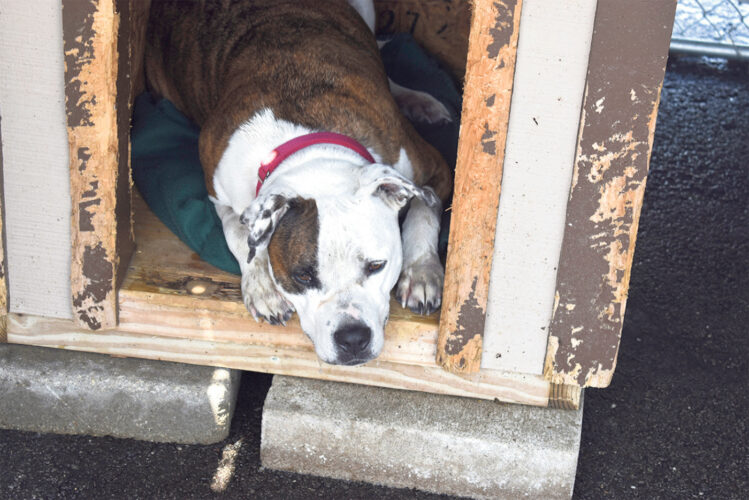 Pound over capacity News, Sports, Jobs The Vindicator